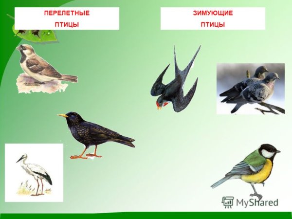 Перелётные птицы и зимующие птицы