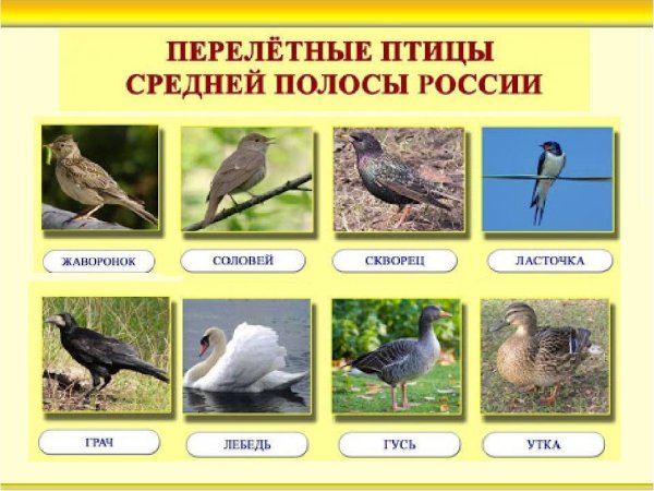 Перелетные птицы средней полосы