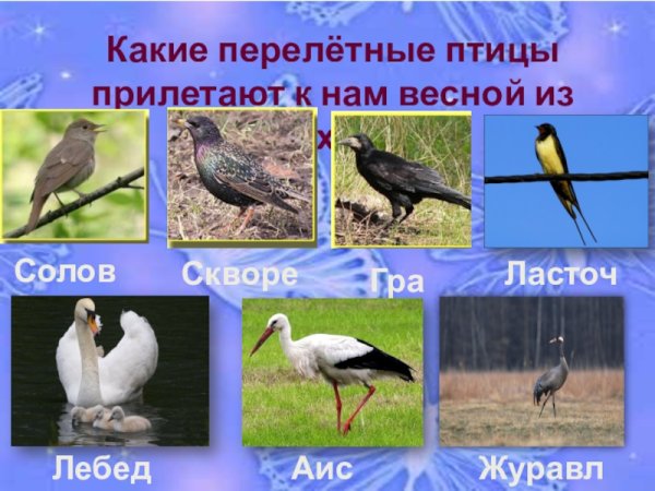 Какие птицы перелетают