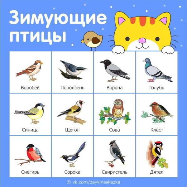 Зимующие птицы России для дошкольников