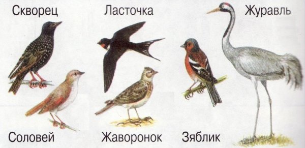 Перелётные птицы картинки с названиями для детей для печати