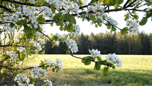 Природа весной в Белоруссии