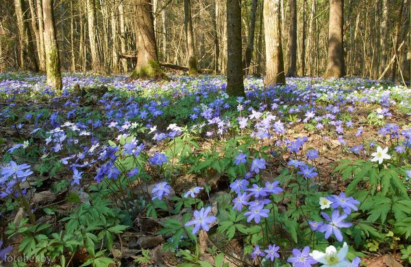 Весна в Белоруссии