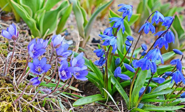 Весенняя Полянка в апреле