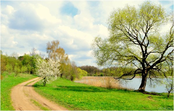 Willow catkins in Spring