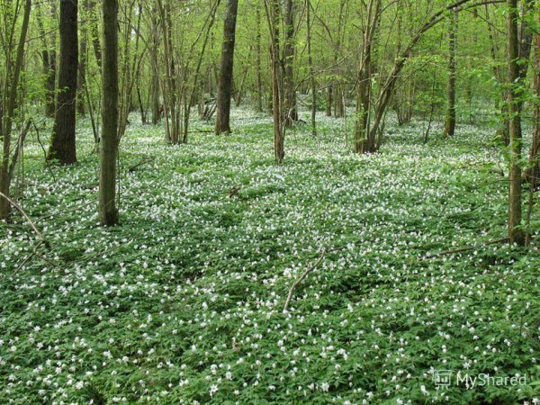 Весна природа