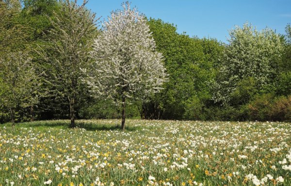 Весеннее поле