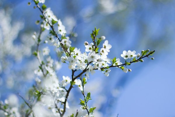 Белорусская природа деревня