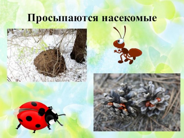 Насекомые весной для детей