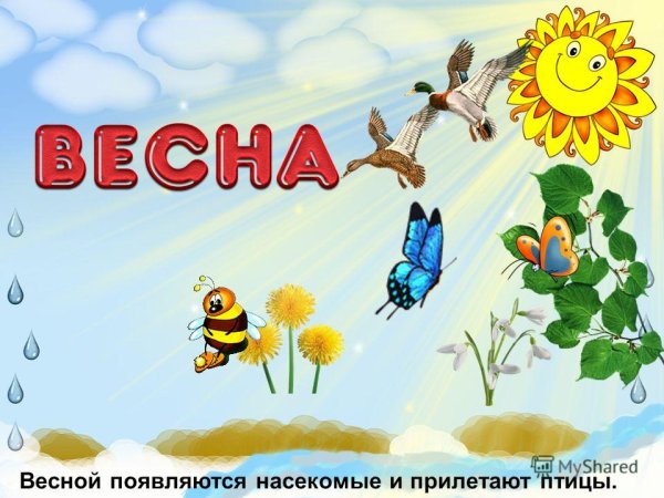 Тема Весна насекомые