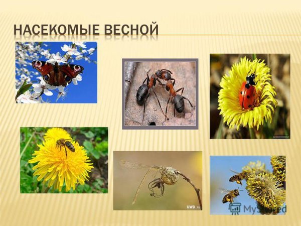 Насекомые весной