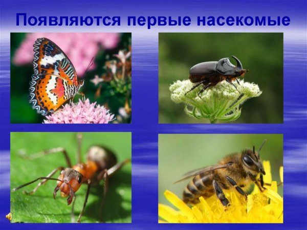 Насекомые весной для дошкольников