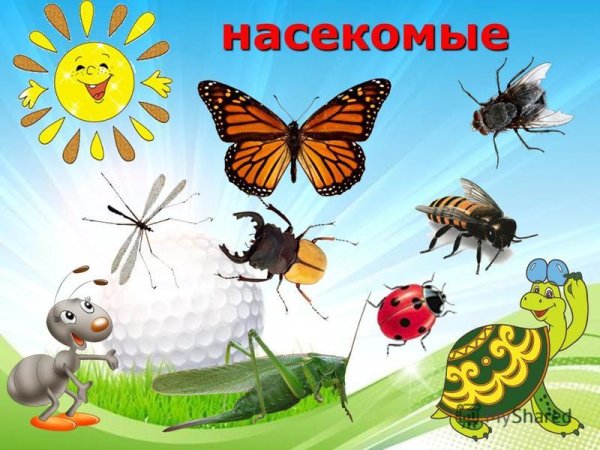 Насекомые 5 класс