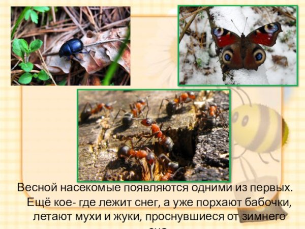 Весной появляются насекомые
