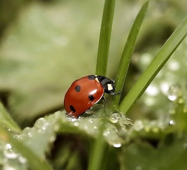 Насекомые весной