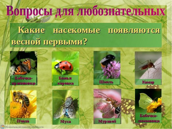 Весной появляются насекомые