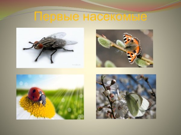 Насекомые которые просыпаются весной