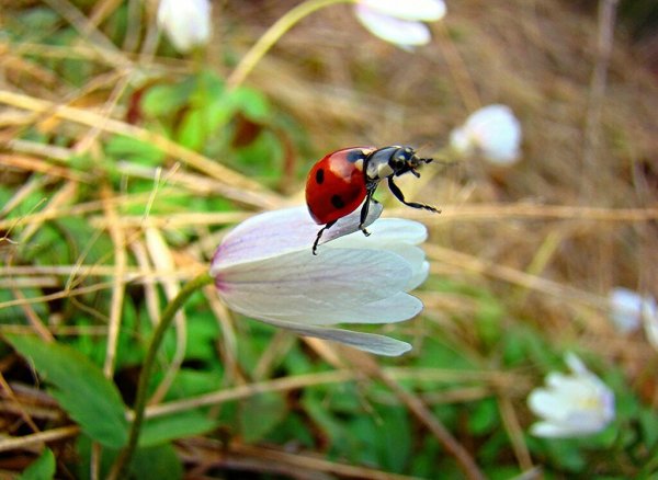 Просыпаются насекомые