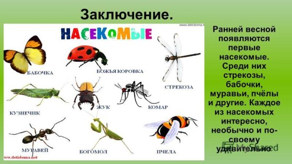 Первые насекомые ПРОСЫПАЮЩИЕСЯ весной