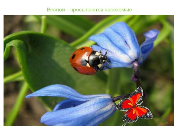 Насекомые весной для дошкольников