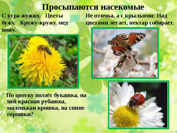 Божья коровка карточка для детей