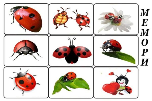 Насекомые весной