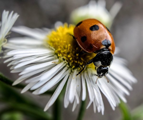 Весенние бабочки