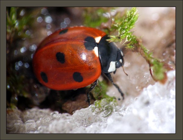 Бабочка на цветущем дереве