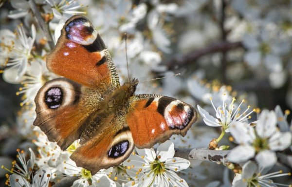 Весенние букашки