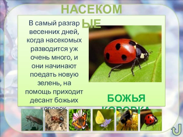 Летние насекомые для детей