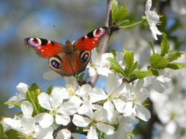 Детям о насекомых в детском саду