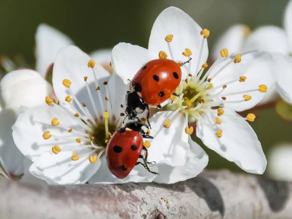 Насекомые весной