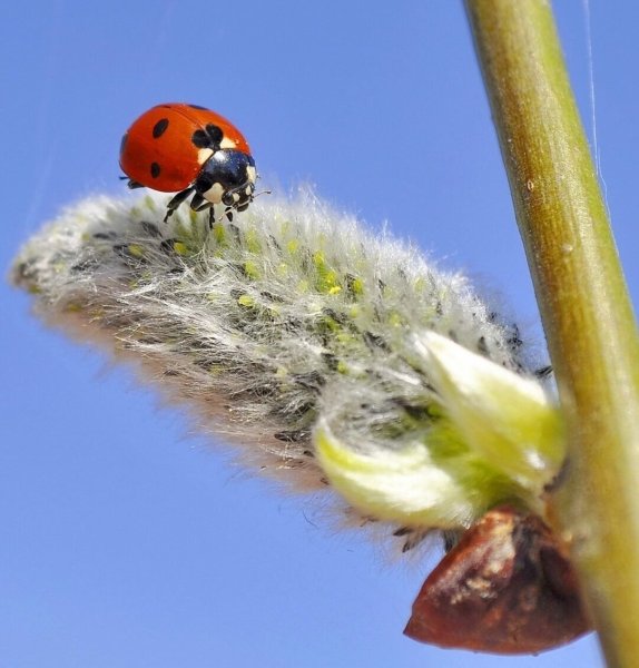 Полезные насекомые для дошкольников