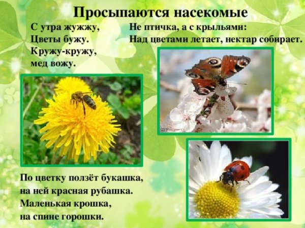 Весна просыпаются насекомые