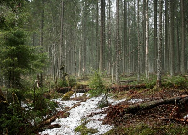 Весна в лесу для детей