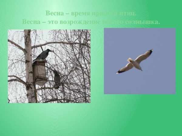 Птицы весной для детского сада