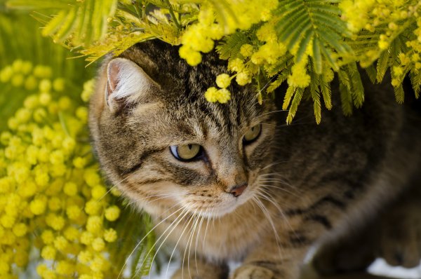 Коты в весенних цветах
