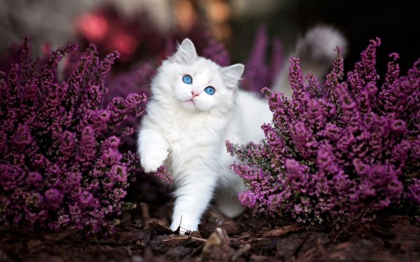 Котик с цветами