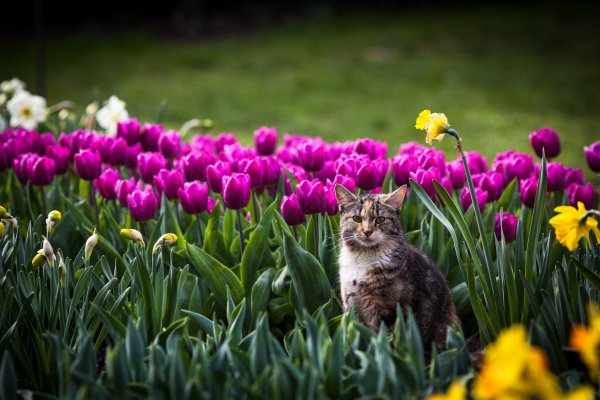 Весенняя природа и животные