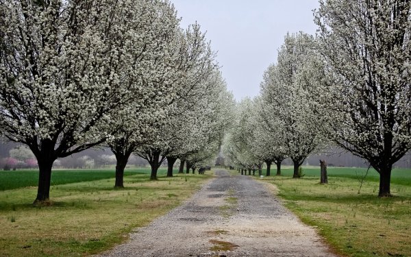 Сад Maple Glen Garden, новая Зеландия