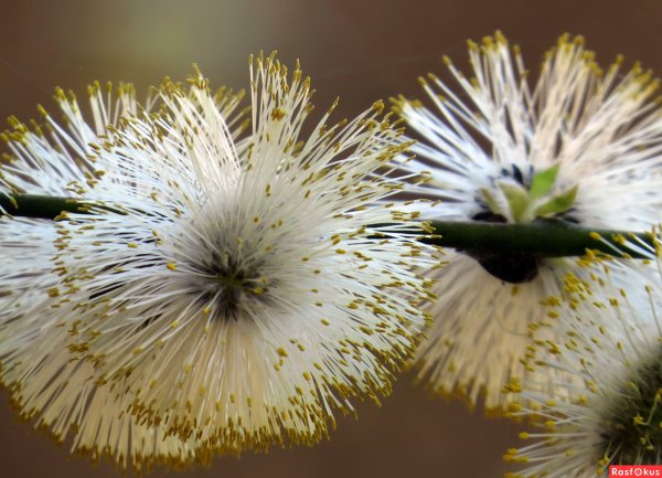 Салютовать весне