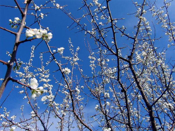Салют 9 мая в Санкт Петербурге