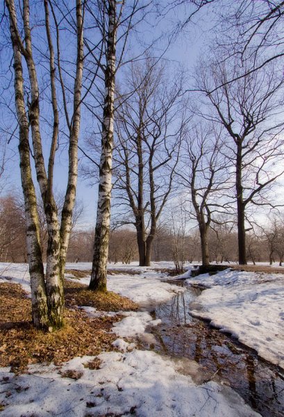 Роза черри блоссом