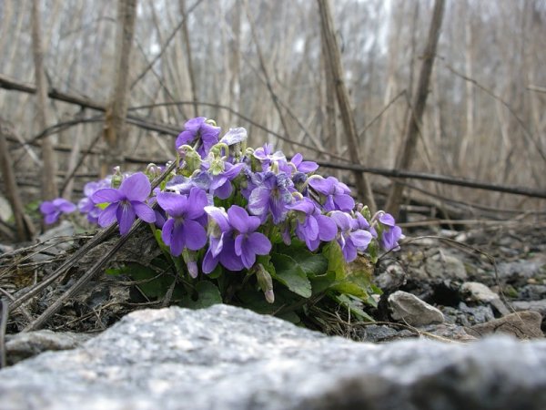 Первоцвет фиалка Лесная