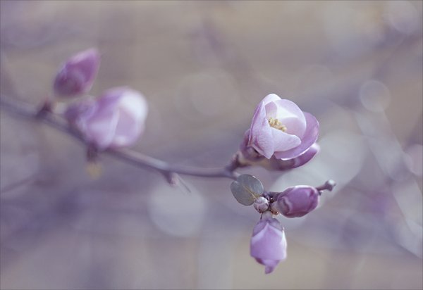 Дыхание весны