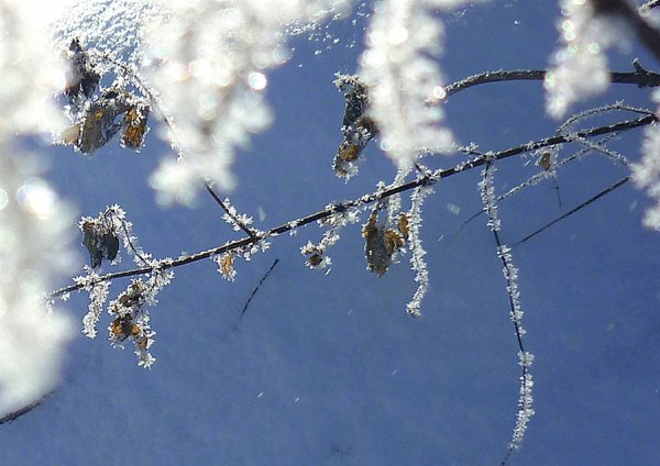 Весны прекрасные мгновения