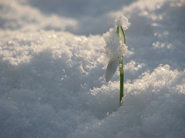 Желтые цветы в снегу