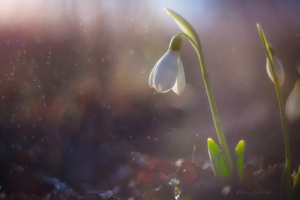 Открытка «Весна»