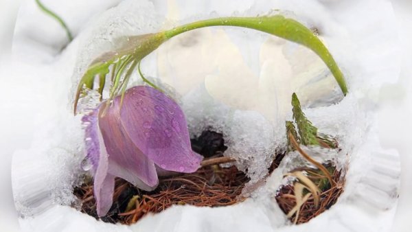 Природа анимация март