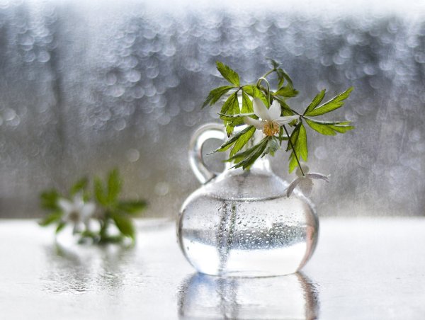 Дождливое Весеннее утро